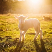 natuurlijk loes - minder stress door de lente