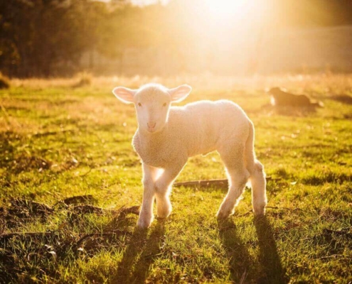 natuurlijk loes - minder stress door de lente